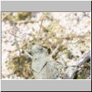 Oedipoda caerulescens - Blauflueglige Oedlandschrecke 09 Teverener Heide.jpg